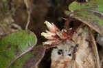 Trailing arbutus